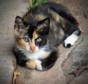 Tereza;; Streunerin The_Memory_Of_The_Calico_Cat_by_geo