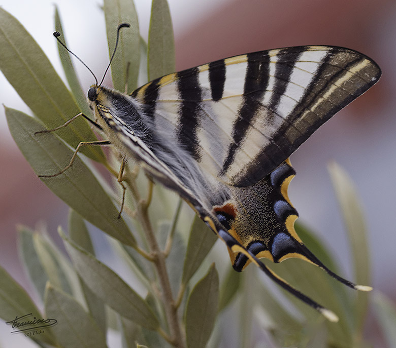 Mariposa Macaon MACAONTERRAZA_001reduc_zps717ab75b