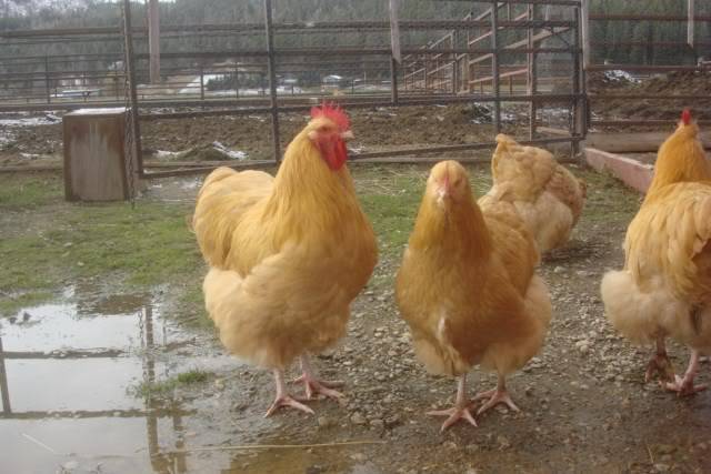 Buff orpington, large fowl, picture heavy Buffcockerels21weeksold2