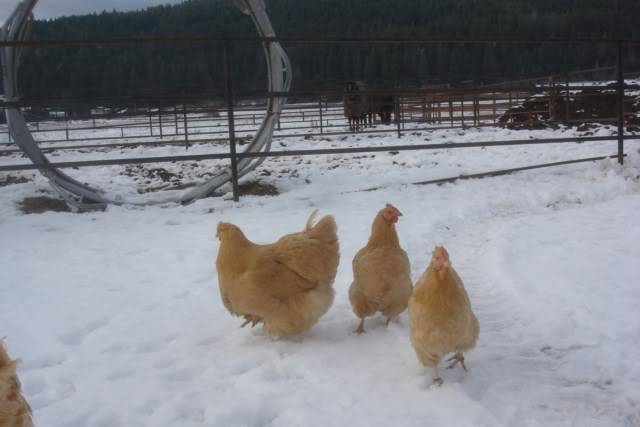 Buff orpington, large fowl, picture heavy Buffpullets25weeksold2