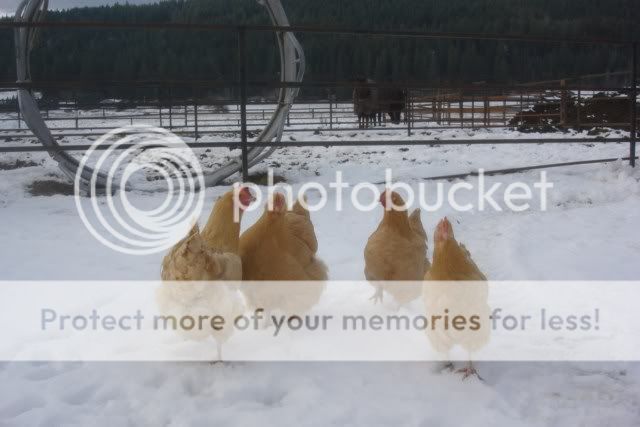 Buff orpington, large fowl, picture heavy Buffpullets25weeksold3