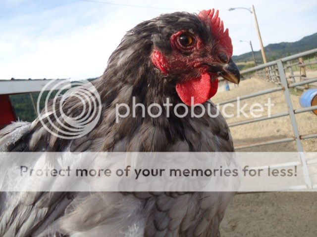 Eagle Chicken Bluecochincockerel14weeksold4_zpsf917e97d