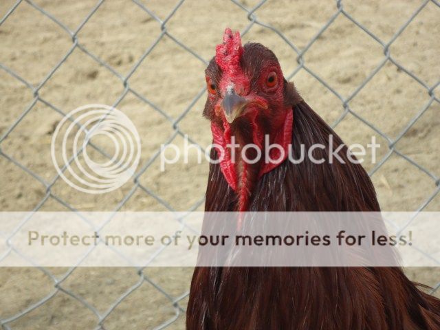 Eagle Chicken BuckeyecockereleyeApr92012_zps46408768