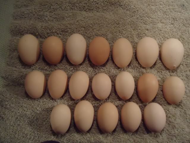 When can pullet eggs be hatched? - Page 2 Bufforpingtonhenpulleteggs