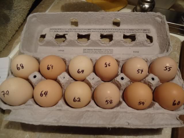 When can pullet eggs be hatched? - Page 2 Bufforpingtonpulleteggweights