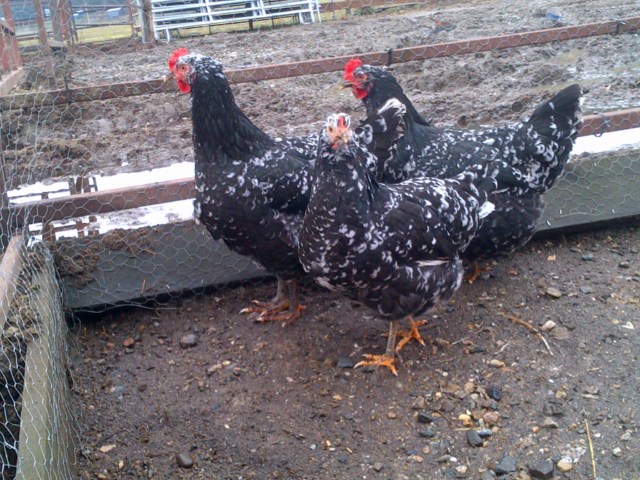 Okanagan, B.C. mottled java pullets, SOLD Mottledjava1_zps9058926e