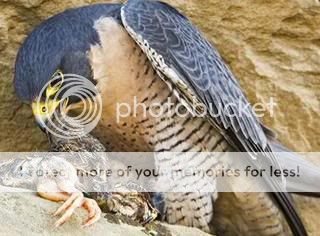 Senkous Birds of Prey Falcon