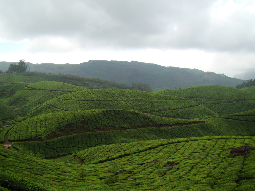 Beauty of Munnar DSC01094