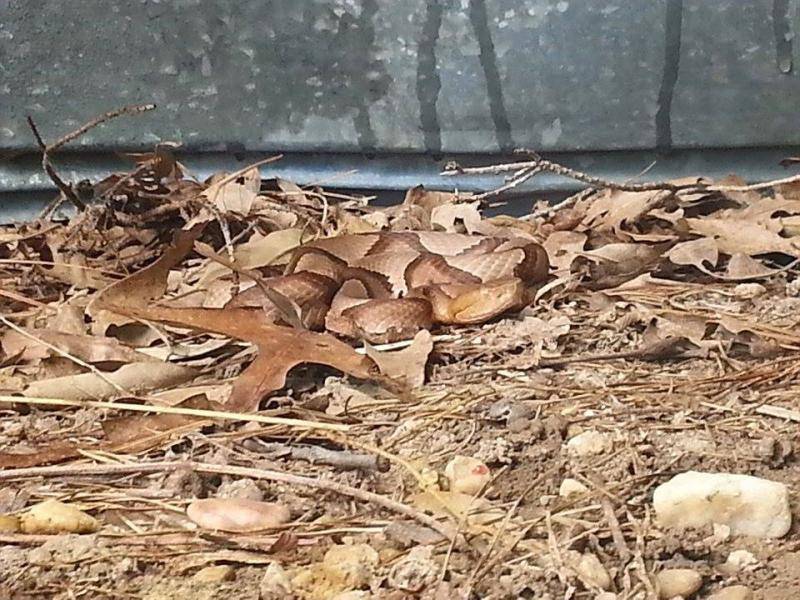 Snake pics from my home over the past 2 weeks Copper1-1