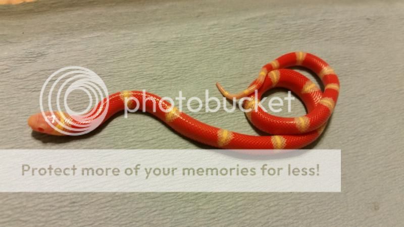 Albino nelsons milk hatchling 20141020_215229