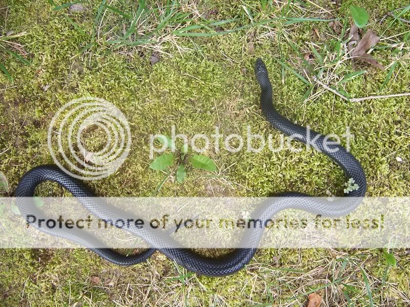 Eastern black kingsnake 100_2404