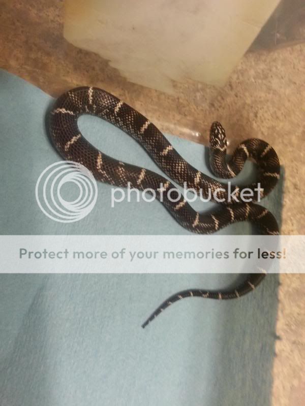 Outer Banks Kingsnakes finally eating unscented fuzzies... 20131118_200058