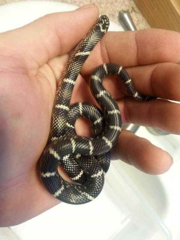 Yearling Outer Banks king snake looking nice! 20131227_155340