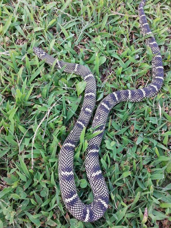 Yearling Outer Banks king snake looking nice! OBK