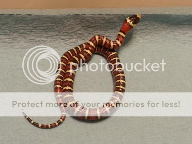 2013 Arizona Mountain kingsnake 20130923_225351