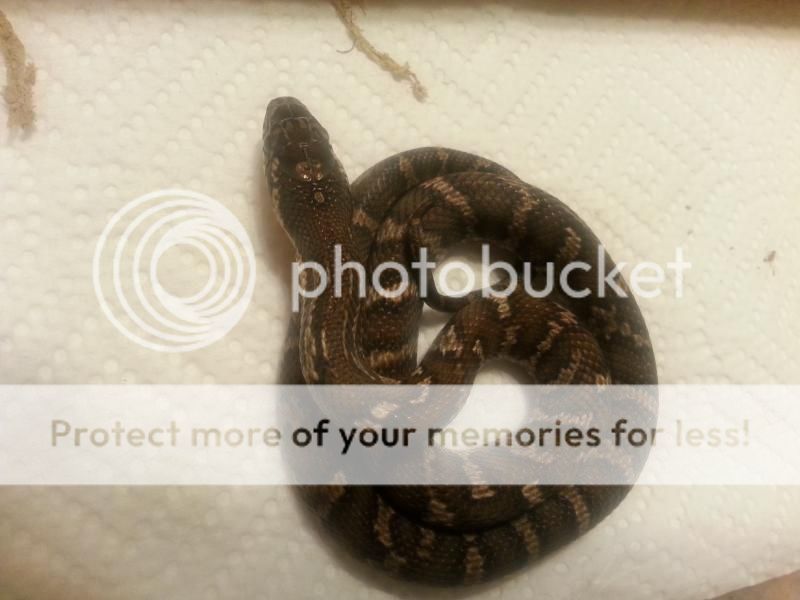 Name this snake....... 20140718_224334