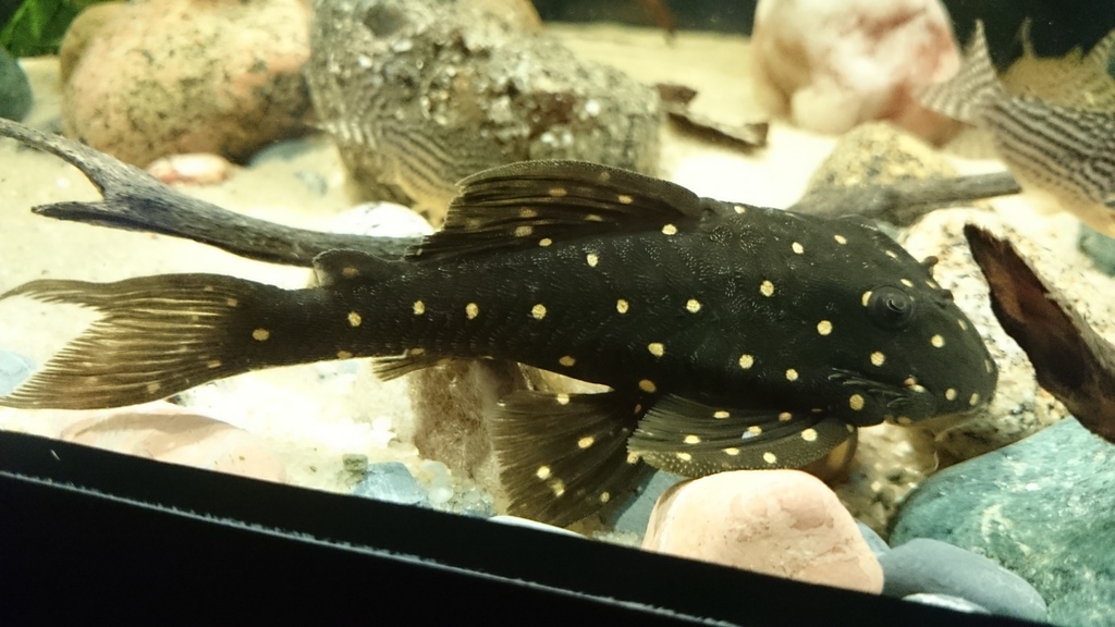 Panaqolus albomaculatus (Kanazawa, 1958) - LDA031, Mustard Spot Pleco DSC_0007_zpsaj4x1kqt