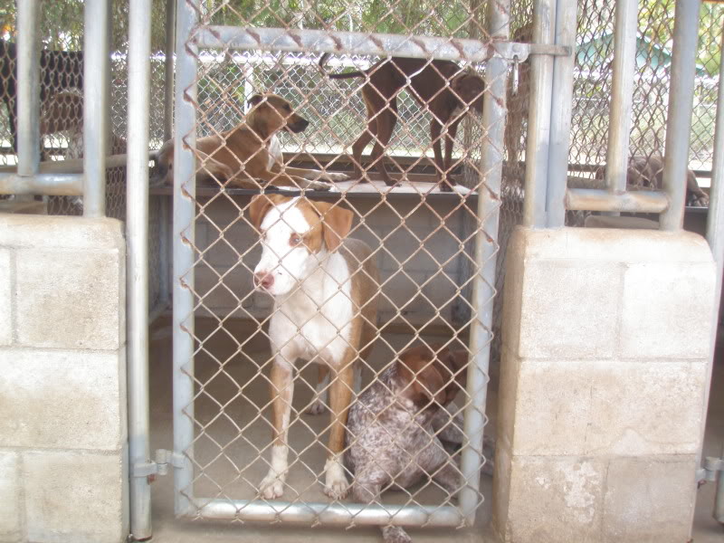 Ridgeback Mix Pup For Sale P6190169