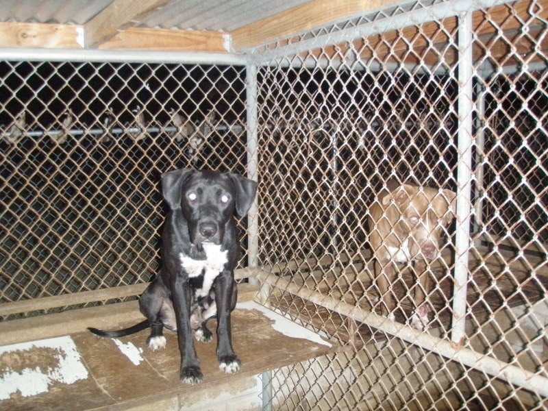 Ridgeback Mix Pup For Sale P7240264