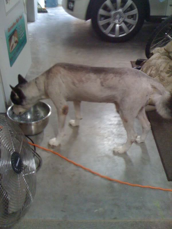 Florida Huskies and the NEW addition 9/5/13 Lostdog006