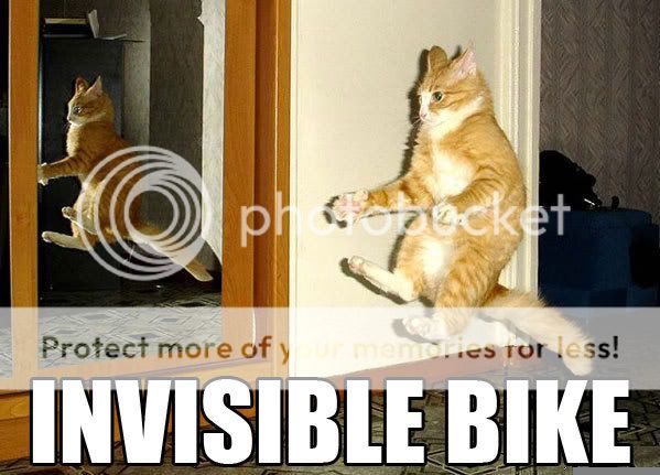 Lovely animals Funny_cat_pictures_41