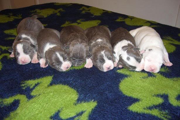 CHIOTS DISP BLUENOSE UKC (ATTICA X CAIN) Atticapups5dayz3