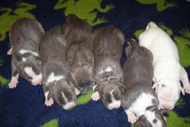 CHIOTS DISP BLUENOSE UKC (ATTICA X CAIN) Atticapups5dayz4