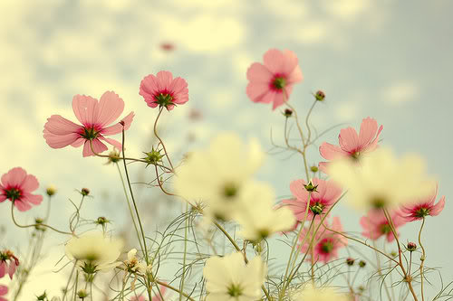 عالم من الصور  Gorgeous-flowers-photo