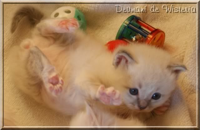 1ers Chatons "de Wisteria" - Page 4 DSC01915_Devmani