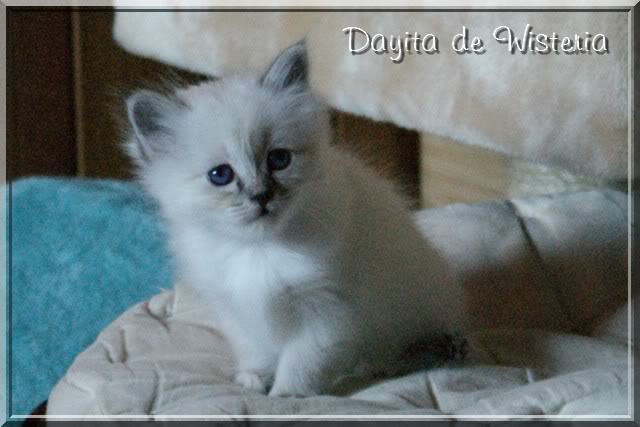 1ers Chatons "de Wisteria" - Page 5 DSC02934_Dayita