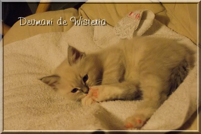 1ers Chatons "de Wisteria" - Page 5 DSC02978_Dev