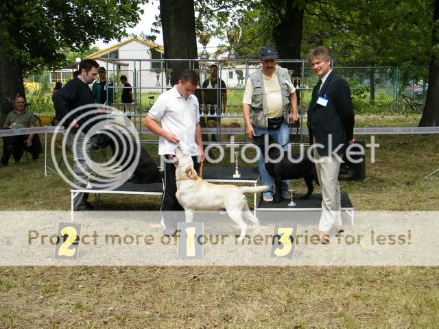 LABRADOR RETRIVER Biago Danubian Blues NA PRODAJU Picture472aaa