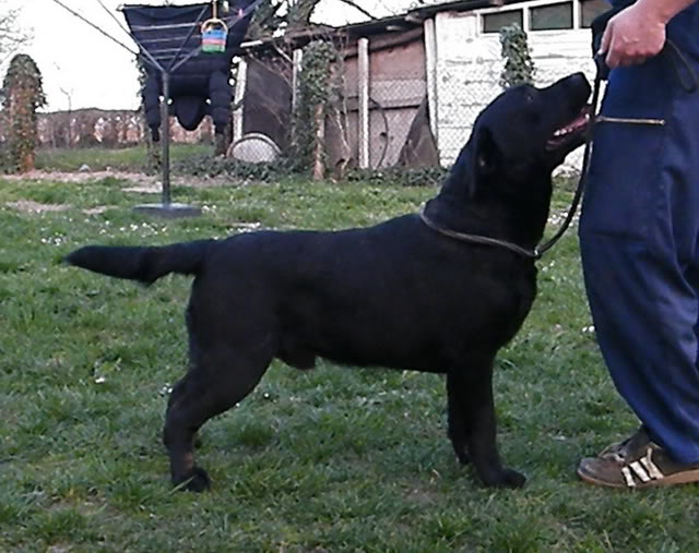 LABRADOR RETRIVER Koneida Big Ben NA  PRODAJU Picture809ppp