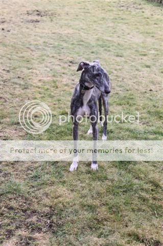 MAYKA 2 Jahre - Galgos aus Spanien e.V. IMG_3919Small