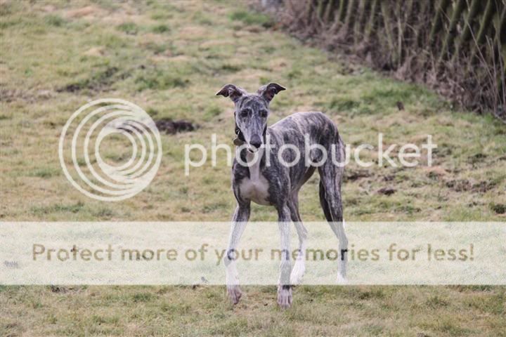 MAYKA 2 Jahre - Galgos aus Spanien e.V. IMG_3926Small