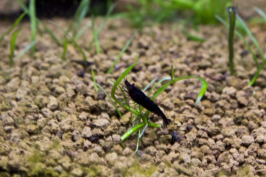 Acuario black sakuras IMG_1393_zps3b33517d