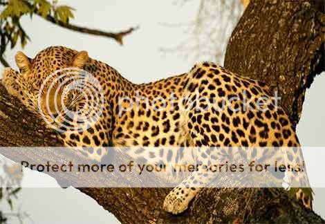 Night world [x] - Page 2 Leopard-sleeping-in-tree