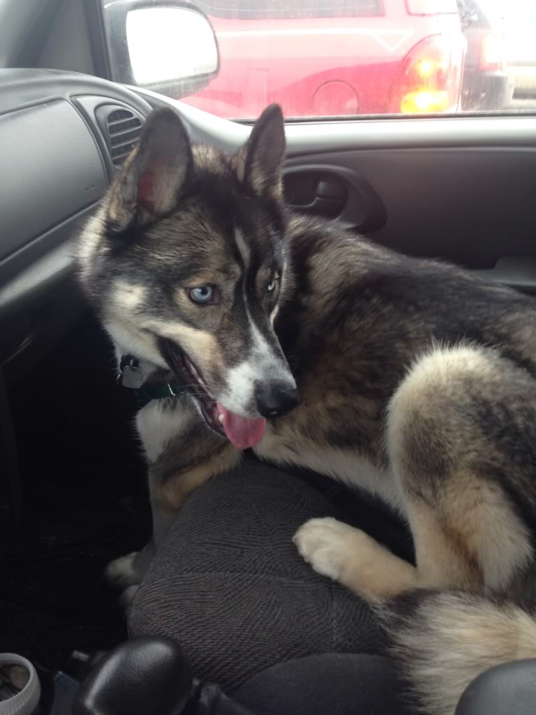 How does your husky sit in the car 362A2016-CA90-4140-AECE-6FA026F408D7-3886-000003B0A8551149_zps3671f2b2