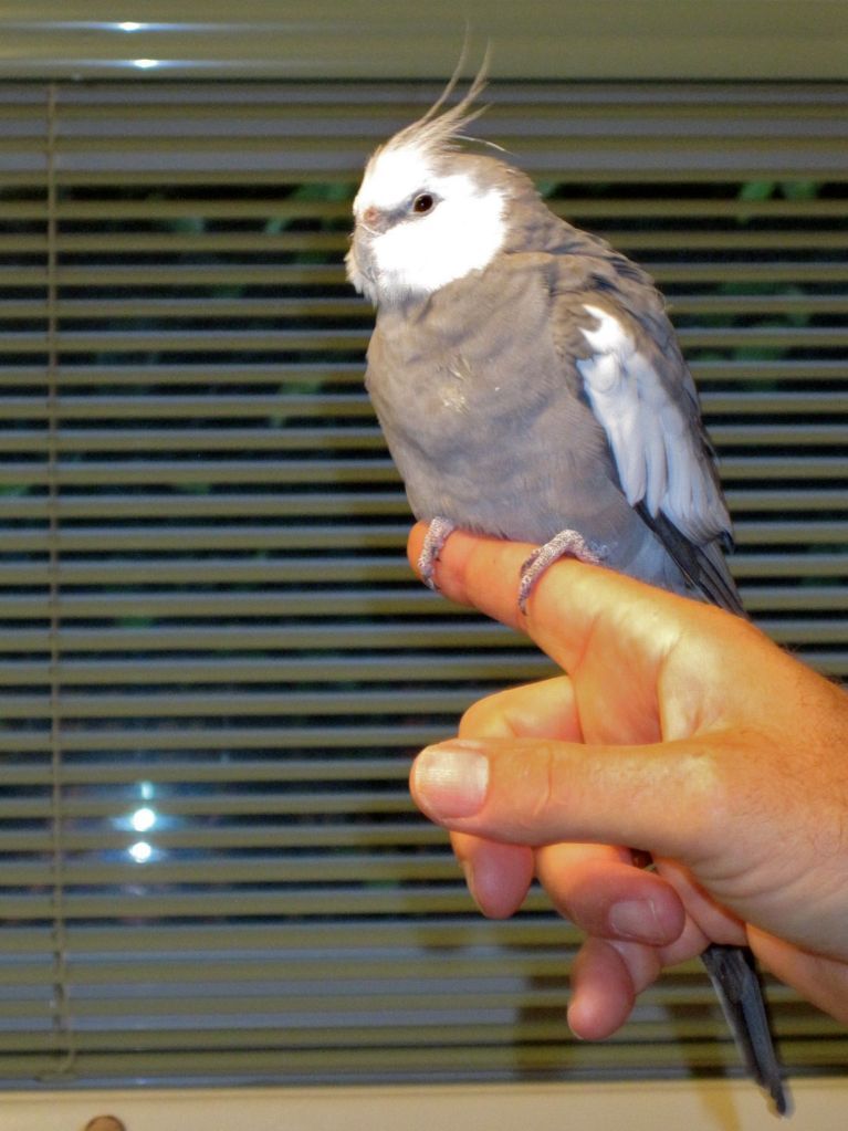 Pictures of the Found Bird FoundTiel1