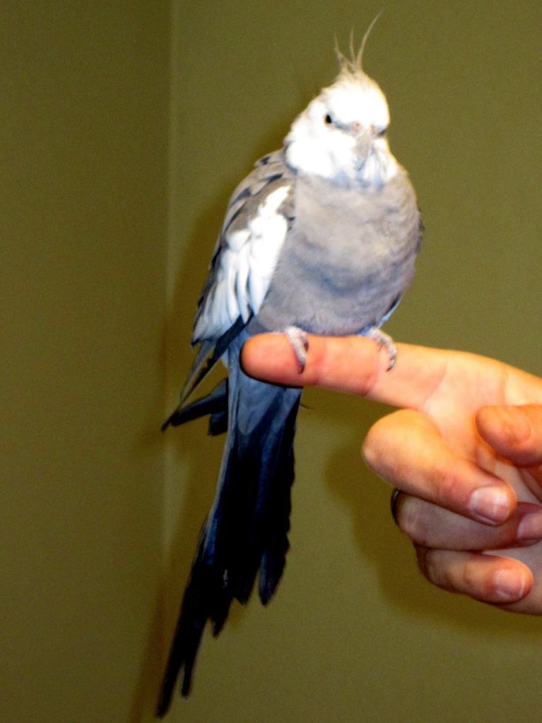 Pictures of the Found Bird FoundTiel2