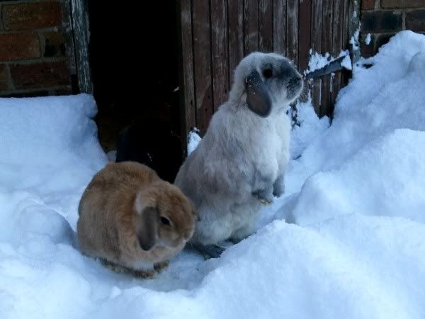 More snow buns! 9b20b413-fd32-4f9a-952f-4b85a29aab4a