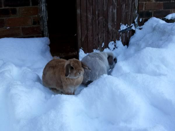 More snow buns! Ac77249f-e9fd-4dee-88ed-af4383eeab03