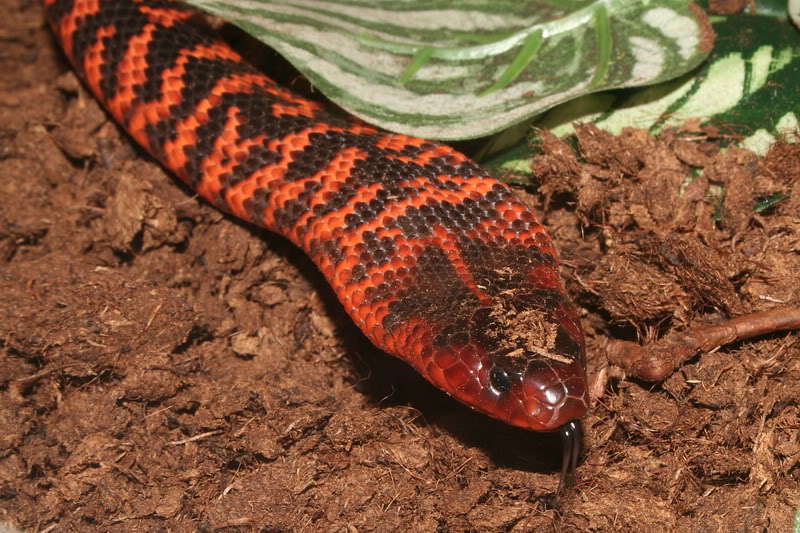 Colletts black snake IMG_9354