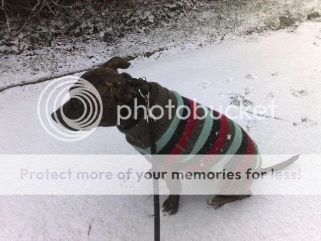 Milo first snow 05022009796