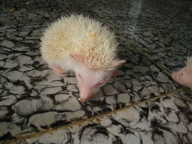 nhím kiểng - hedgehog shop DSC07751