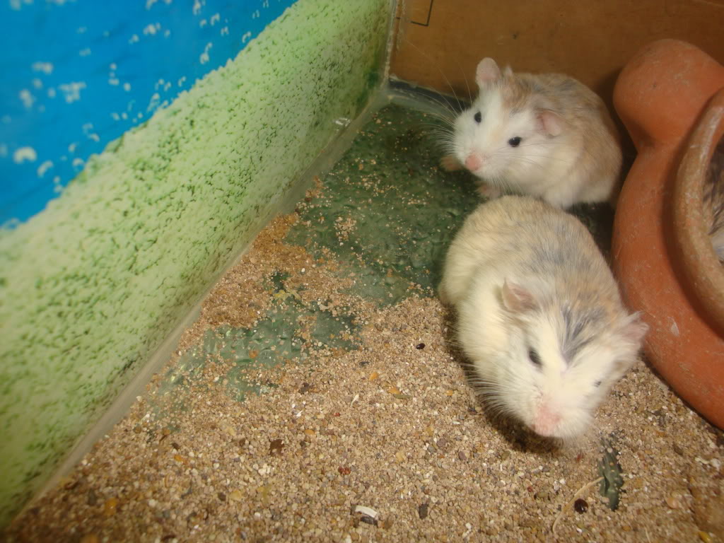 ngọc thơ 's petshop - bán hamster + nhím kiểng DSC08071