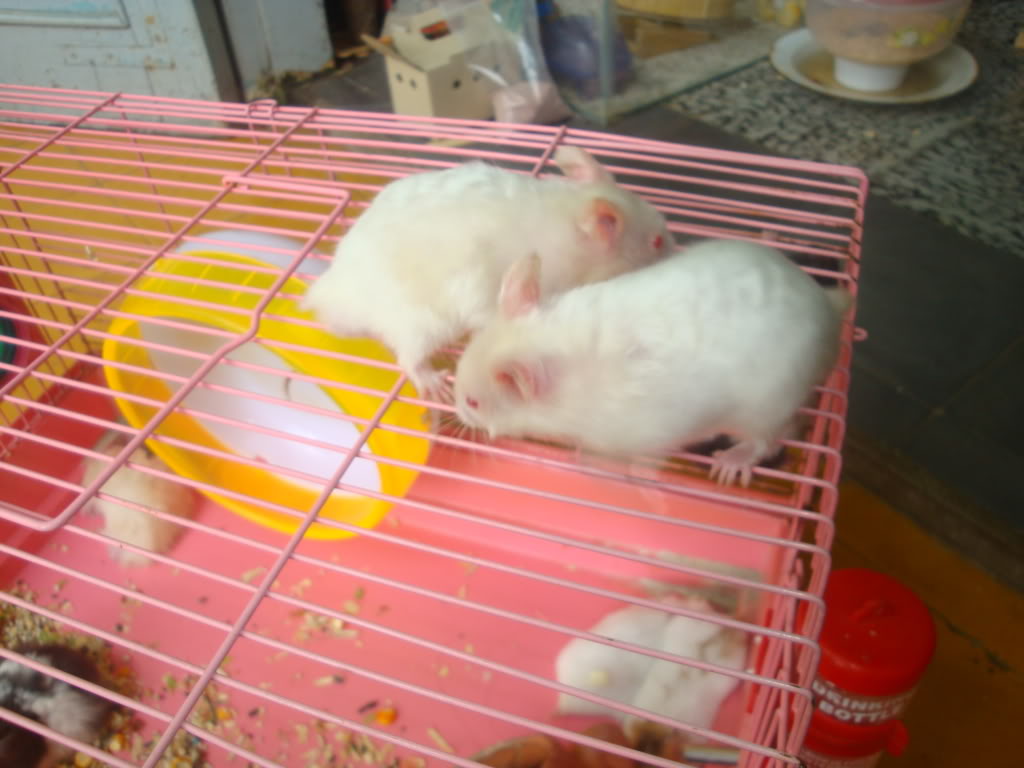 ngọc thơ 's petshop - bán hamster + nhím kiểng DSC08104