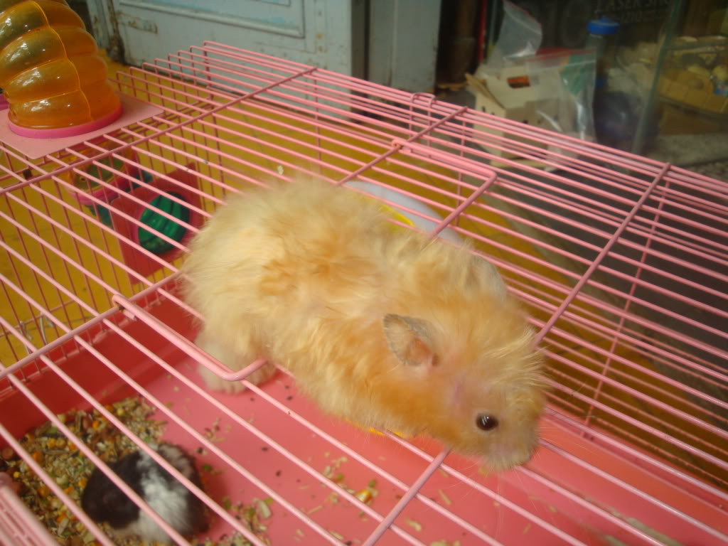 ngọc thơ 's petshop - bán hamster + nhím kiểng DSC08108