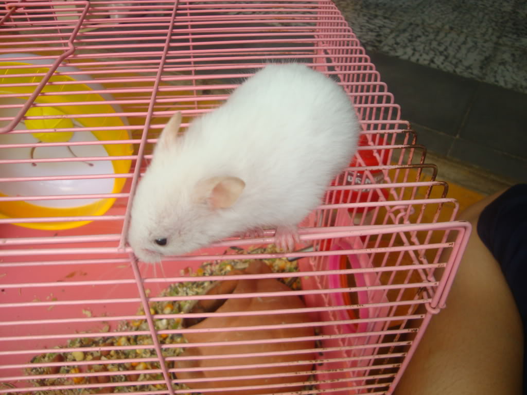 ngọc thơ 's petshop - bán hamster + nhím kiểng DSC08130