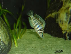 Altolamprologus calvus "Black" Calvus009